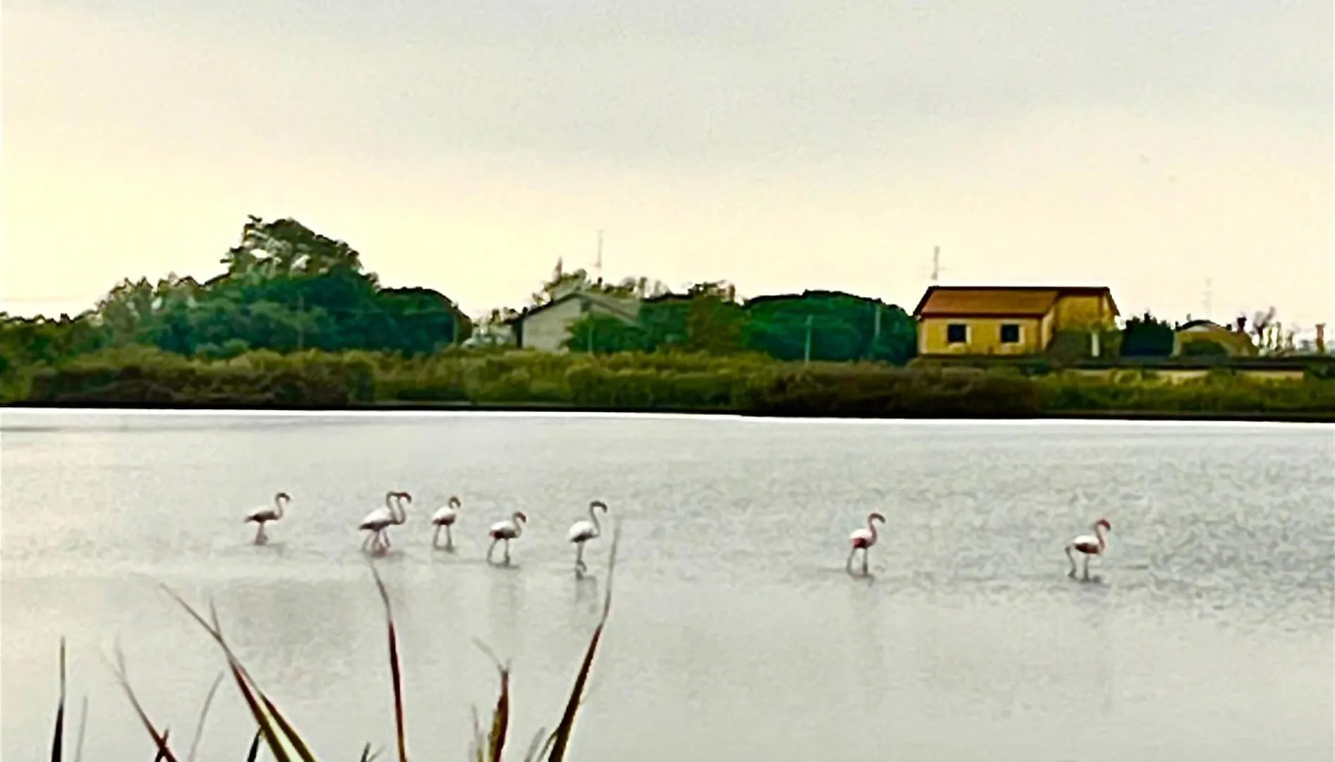 Lägenhet Pink Flamingo Accomodation Comacchio Italien